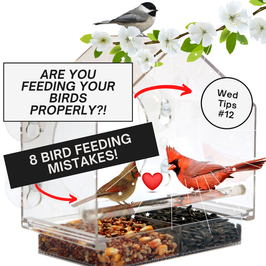 8 COMMON BIRD FEEDING MISTAKES Nature Anywhere