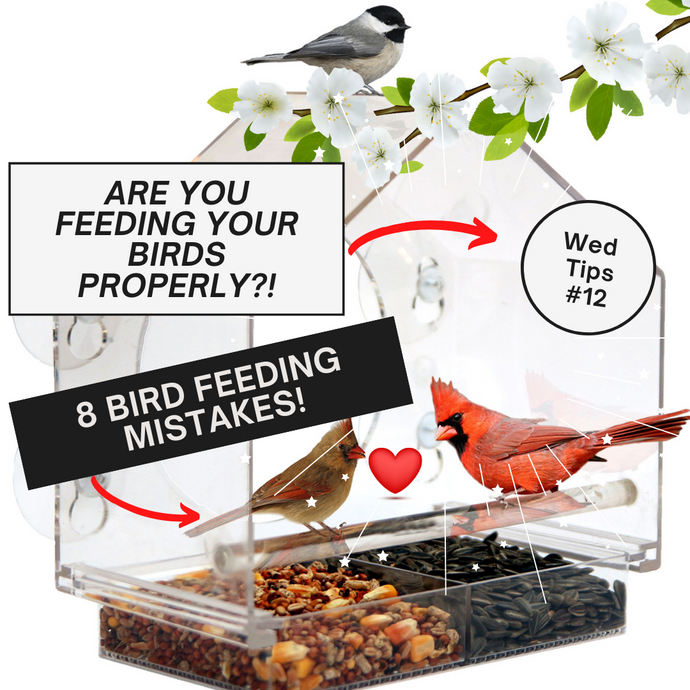 8 COMMON BIRD FEEDING MISTAKES