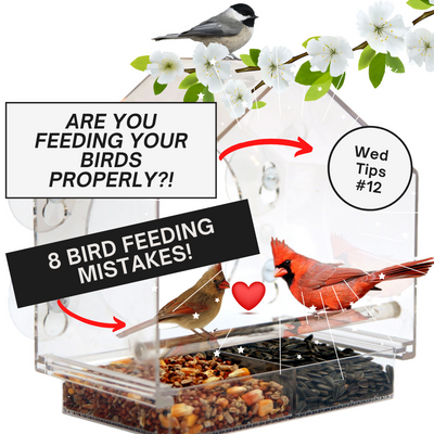 8 COMMON BIRD FEEDING MISTAKES