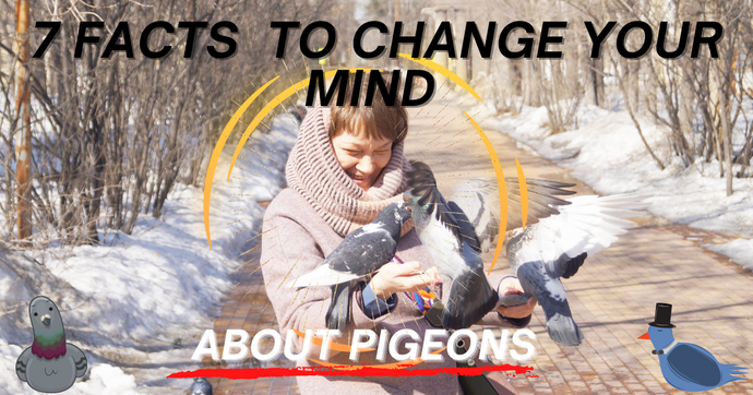 7 FACTS THAT WILL  CHANGE YOUR MIND ABOUT PIGEONS