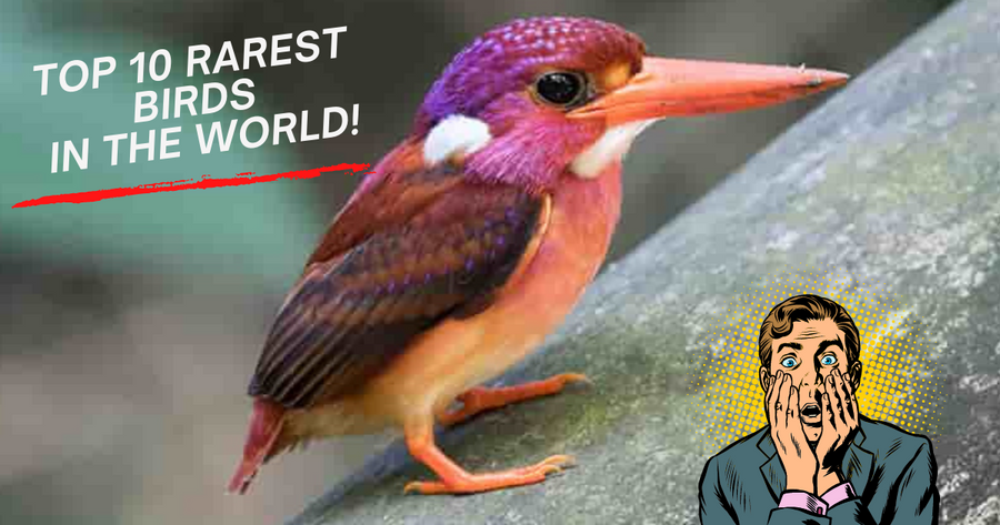 Top 10 Rarest Birds THE 10 RAREST BIRDS IN THE WORLD