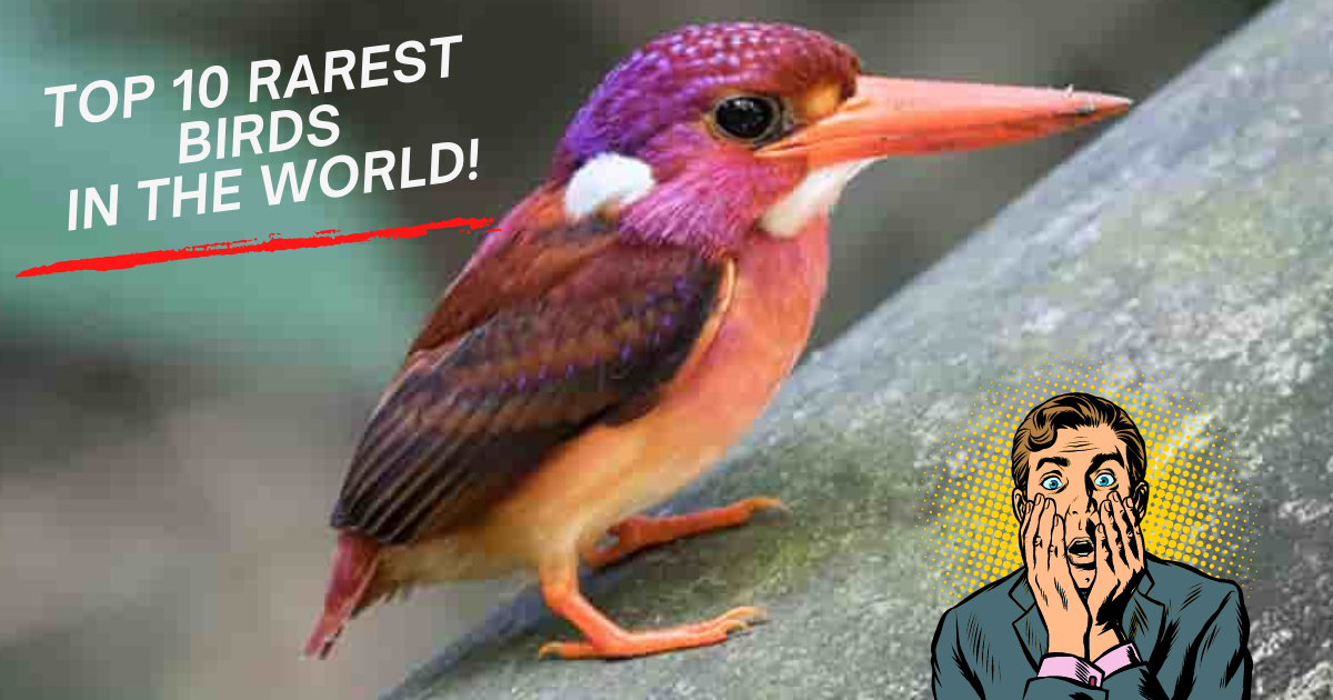 THE 10 RAREST BIRDS IN THE WORLD – Nature Anywhere