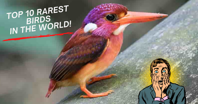 THE 10 RAREST BIRDS IN THE WORLD