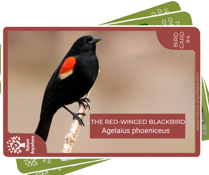 BIRD CARD: THE RED-WINGED BLACKBIRD