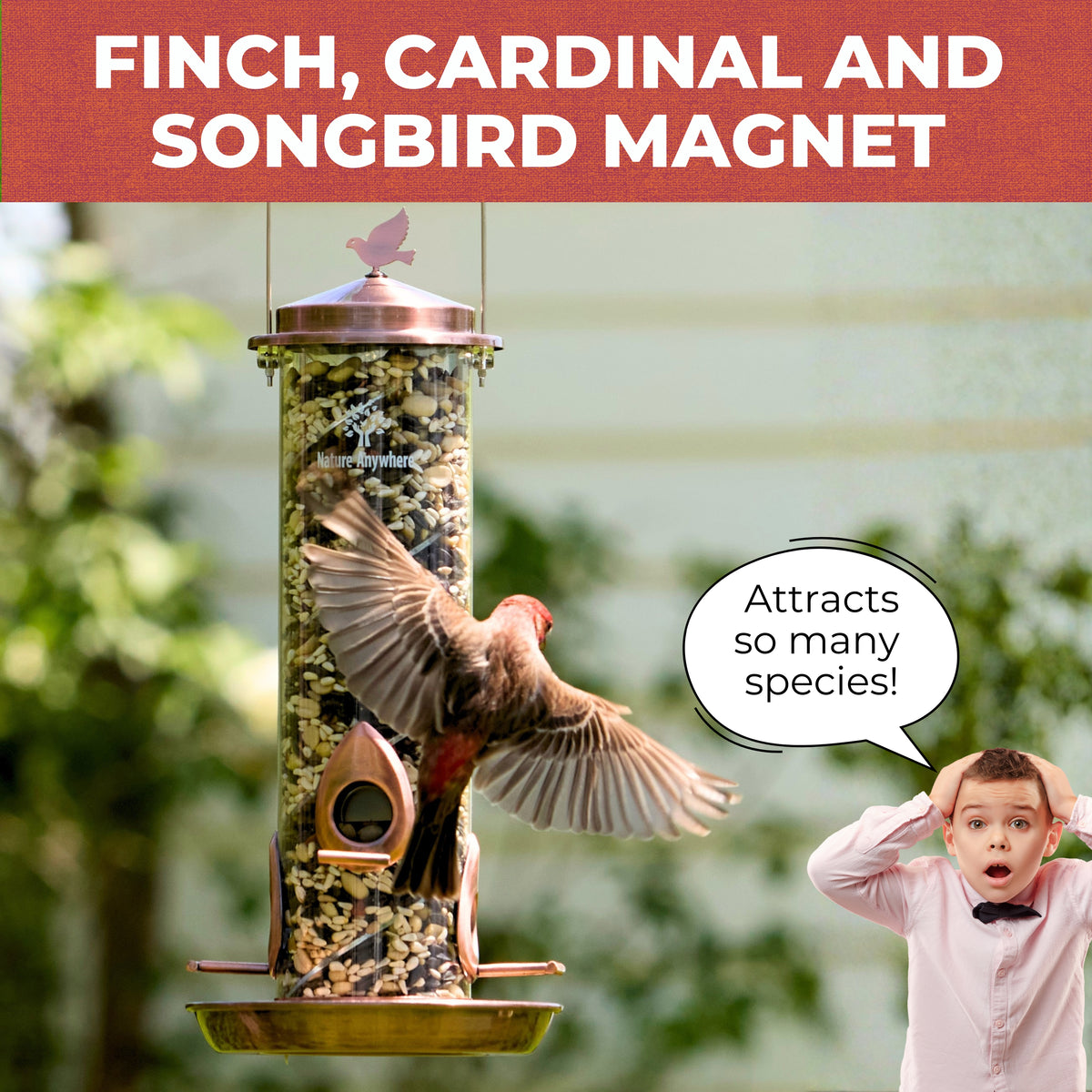 Bird Feeder Bundle