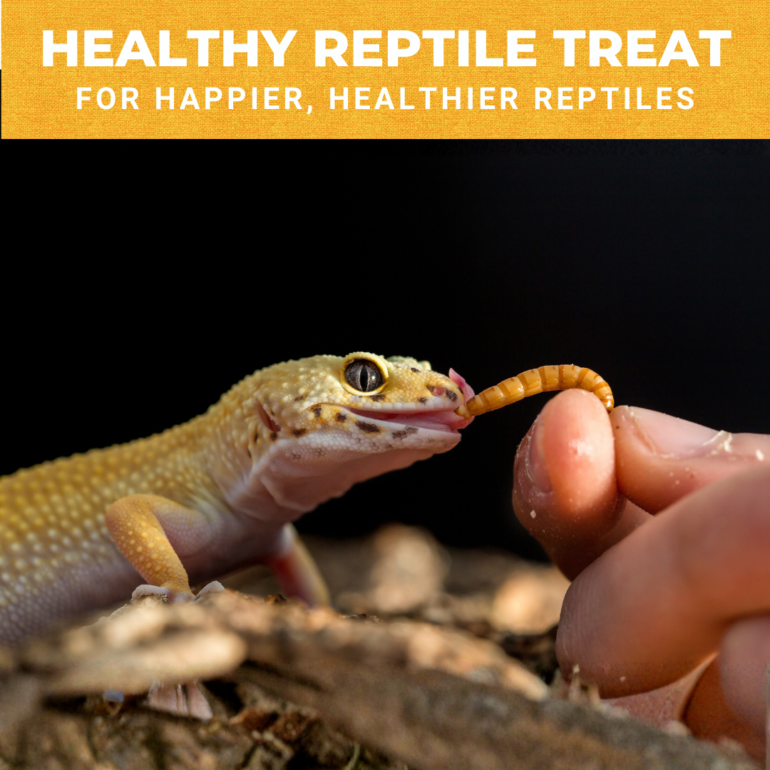Mighty Mealworm (5 LBs)