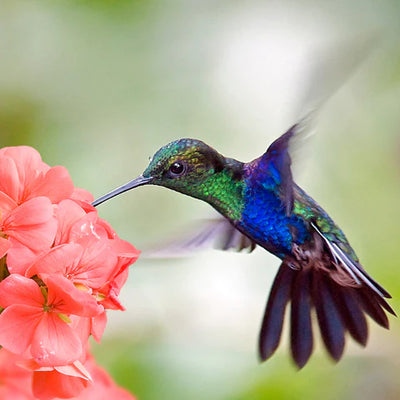 THE SECRET GUIDE TO HUMMINGBIRD NESTS IN YOUR GARDEN