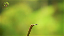 Load and play video in Gallery viewer, Window Hummingbird Feeder
