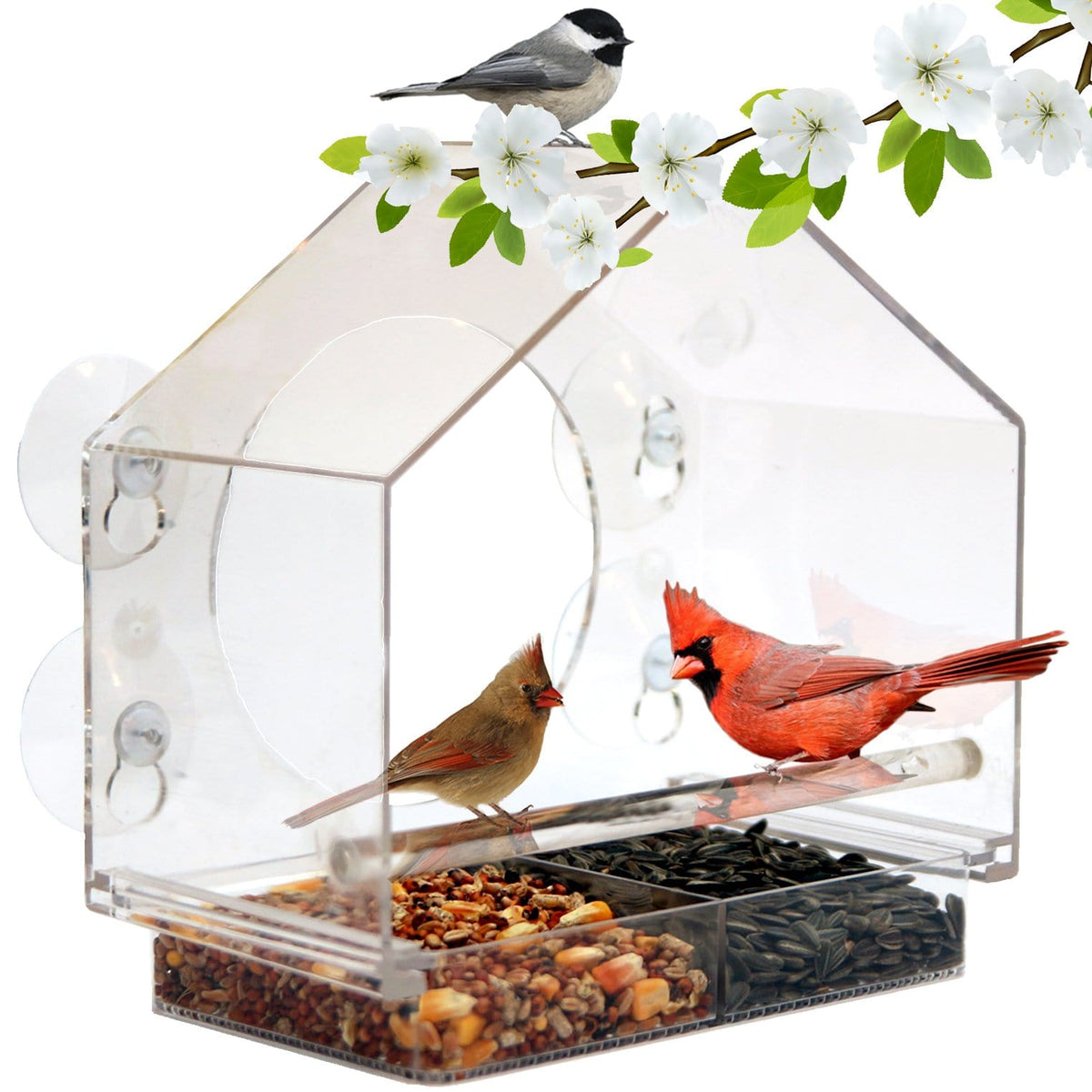 Best Window Bird Feeder Nature Anywhere